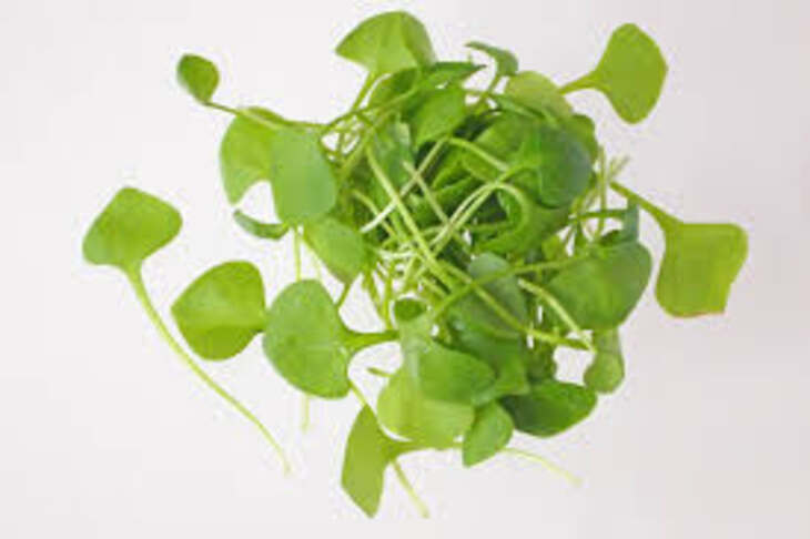 44 81 winterpostelein