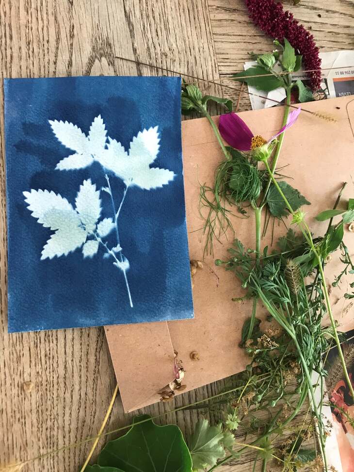 Cyanotype 111845446430