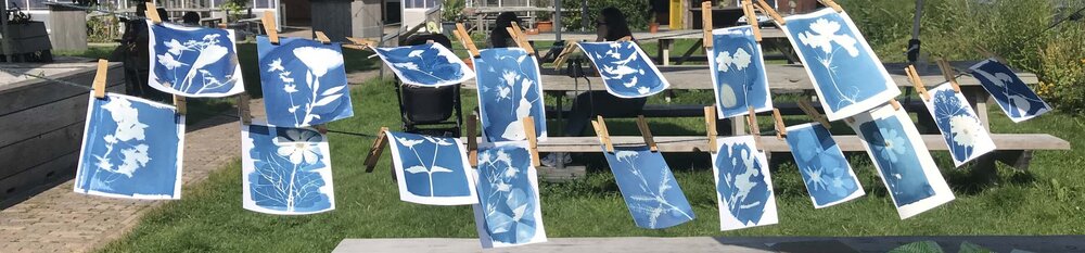 Cyanotype 