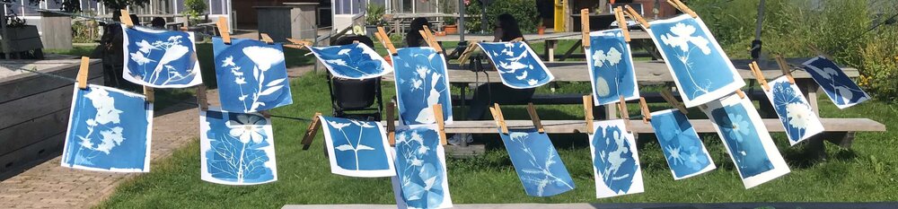 Cyanotype 3