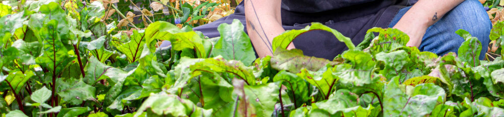De Moestuin Utrecht 7
