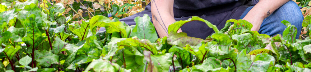 De Moestuin Utrecht 9