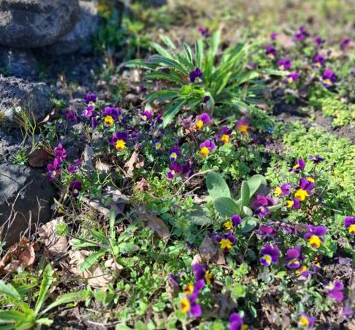 driekleurig viooltje