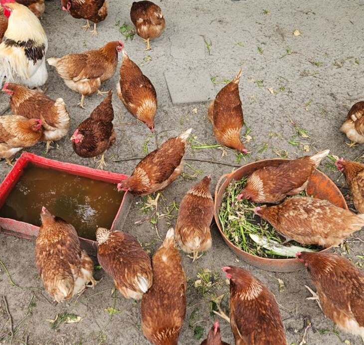 kippies