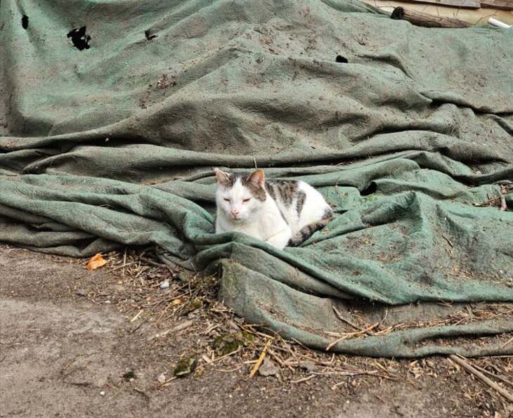 poes